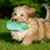 KPYTE Chaussons en latex sonores, jouet à mâcher pour chien