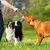 KPYTE Jouets de dentition pour chiens