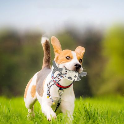 KPYTE Jouets de dentition pour chiens