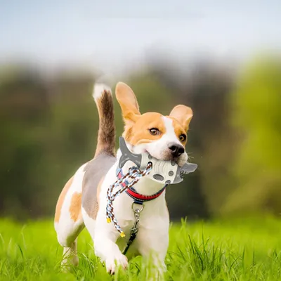 KPYTE Jouets de dentition pour chiens