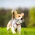 KPYTE Jouets de dentition pour chiens