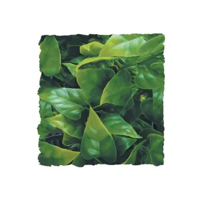 ZooMed - Mexican Phyllo - Décor pour Terrarium ZooMed - Mexican Phyllo - Décor pour Terrarium
