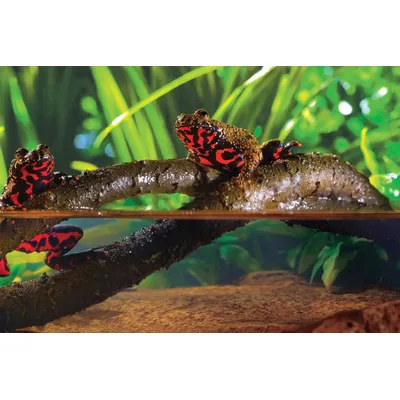 Exo Terra - Jungle Vine - Décor pour Reptiles - Exo Terra