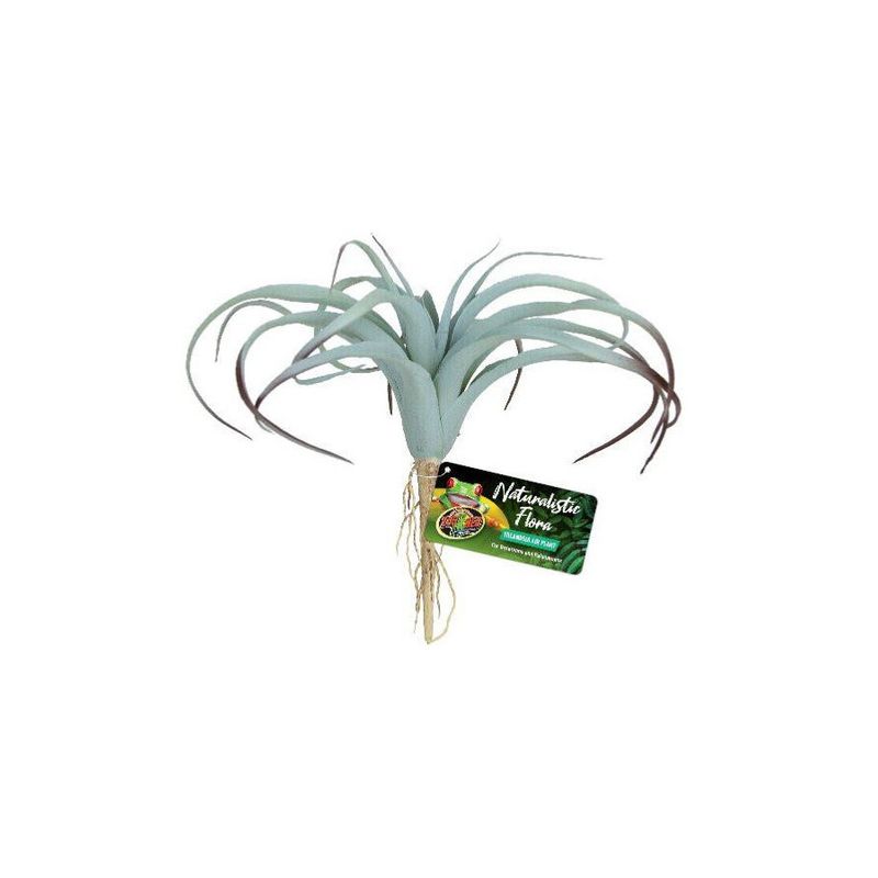 ZooMed - Plante Tillandsia Air - Décor pour Terrarium
