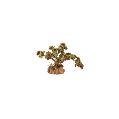 ZooMed - Naturalistic Desert Flora - Red Leaf Stonecrop pour Terrarium