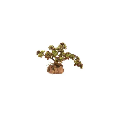 ZooMed - Naturalistic Desert Flora - Red Leaf Stonecrop - Décor