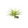 ZooMed - Naturalistic Flora, Lace Fern - Décor pour Terrarium - ZooMed