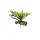 ZooMed - Plante Staghorn Fern - Décor pour Terrarium - ZooMed