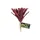 ZooMed - Naturalistic Flora, Fireball Bromelia - Décor pour Terrarium