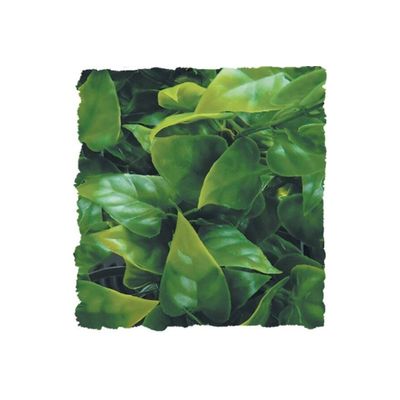 ZooMed - Mexican Phyllo - Décor pour Terrarium