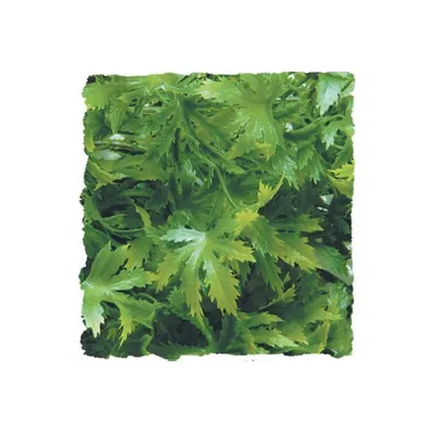 ZooMed - Cannabis - Décor pour Terrarium