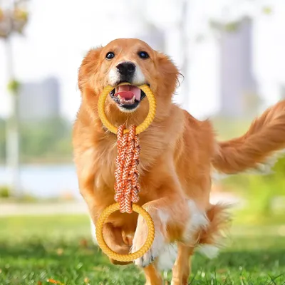 KPYTE Jouet à tirer en corde pour chien