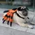 FurryFusion Halloween-Kostüm „Spinne mit roten Augen“ für Hunde FurryFusion Halloween-Kostüm „Spinne mit roten Augen“ für Hunde