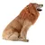 IntiMeg Fantasie-Löwenkopf für Hunde zu Halloween IntiMeg Fantasie-Löwenkopf für Hunde zu Halloween