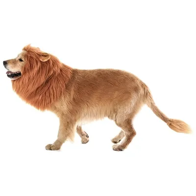 IntiMeg Fantasie-Löwenkopf für Hunde zu Halloween IntiMeg Fantasie-Löwenkopf für Hunde zu Halloween