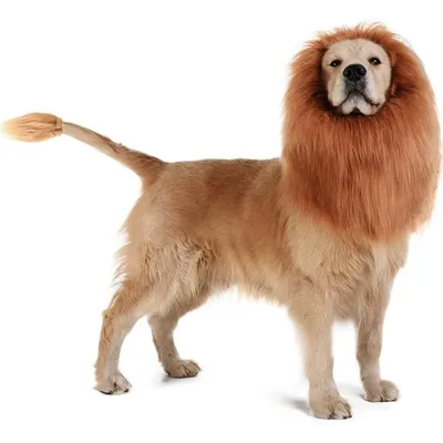 IntiMeg Fantasie-Löwenkopf für Hunde zu Halloween IntiMeg Fantasie-Löwenkopf für Hunde zu Halloween