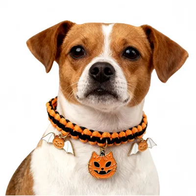 FurryFusion Collier pour chien chauve-souris citrouille d'Halloween FurryFusion Collier pour chien chauve-souris citrouille d'Halloween