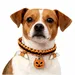 FurryFusion Collier pour chien chauve-souris citrouille d'Halloween