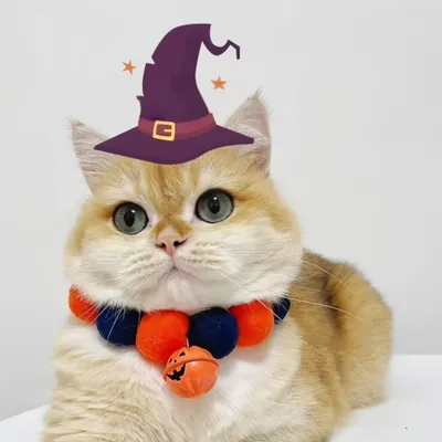 FurryFusion Collier d'Halloween pour chat avec pendentif citrouille