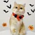 FurryFusion Collier d'Halloween pour chat avec pendentif citrouille