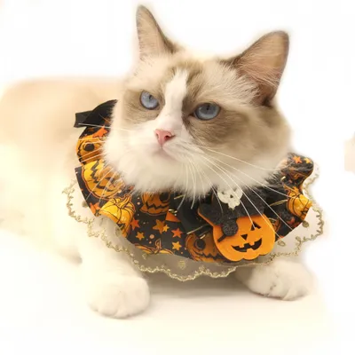 FurryFusion Collier en dentelle pour chat citrouille d'Halloween
