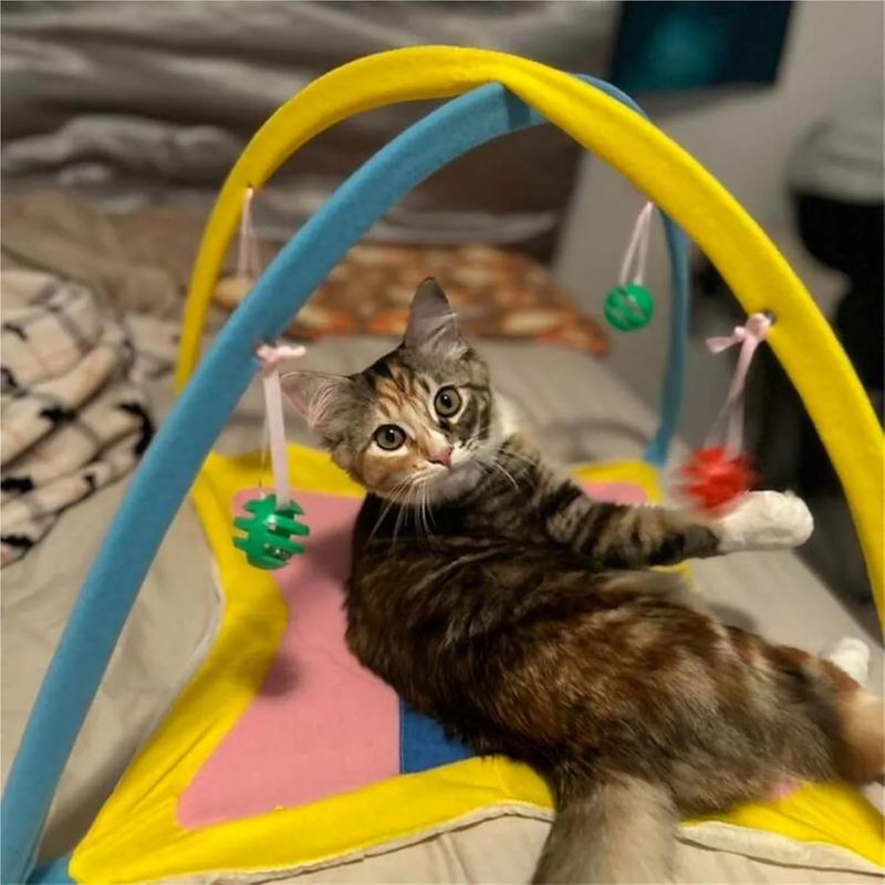 Tente de jeu pour chat avec boule cloche