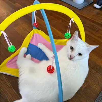 Tente de jeu pour chat avec boule cloche