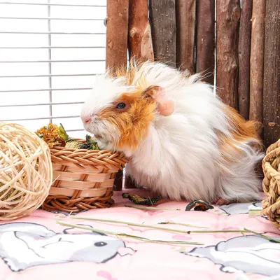 Tapis de cage imperméables pour cochons d'Inde