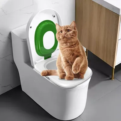 Reitlaze Sistema de entrenamiento para el uso de la caja de arena gatos