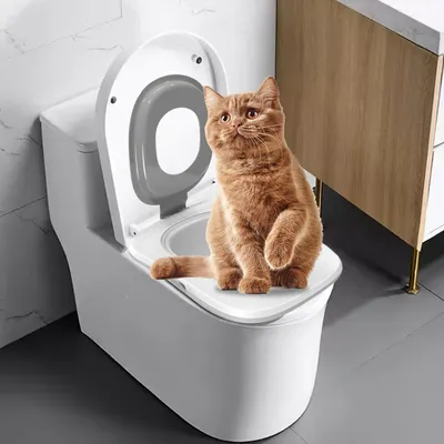 Système d'apprentissage de la propreté pour chat