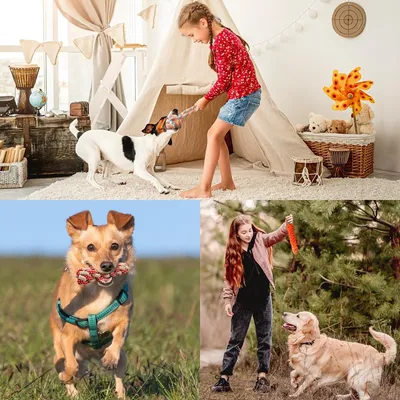 Jouets à mâcher pour chiots
