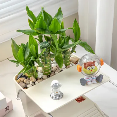 FurryFusion Aquarium de bureau pour tortues