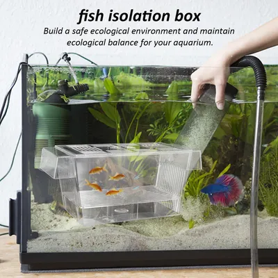 PetTribes Box flottante double paroi avec ventouse - Élevage alevins