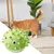 PetTribes Jouet à Lècher et Mâcher Adhésif pour Chat Vert