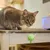 PetTribes Jouet à Lècher et Mâcher Adhésif pour Chat Vert