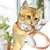 PetTribes Smart Collar : Jouet Laser Auto pour Chat Rose