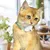 PetTribes Smart Collar : Jouet Laser Auto pour Chat Vert