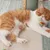 PetTribes 6 balles en mousse souple - Jouets pour chat/chien