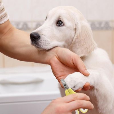 PetTribes Brosse Démêlante et Coupe-Griffes 3-en-1 pour Chats et Chiens