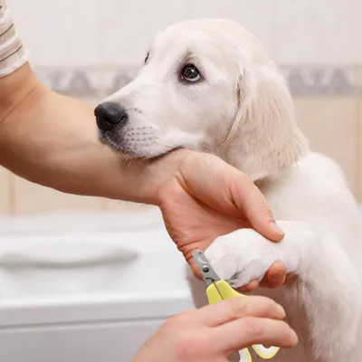 PetTribes Brosse Démêlante et Coupe-Griffes 3-en-1 pour Chats et Chiens