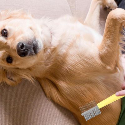 PetTribes Brosse Démêlante et Coupe-Griffes 3-en-1 pour Chats et Chiens