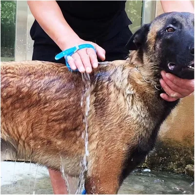 PetTribes Pomme de Douche Massante pour Chien - Intérieur/Extérieur