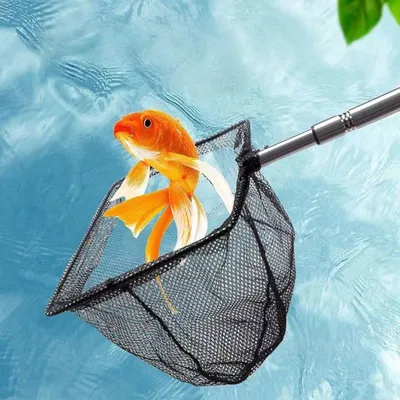 PetTribes Épuisette Carrée Inoxydable Télescopique