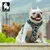 Harnais chien dressage anti traction & promenade TRUELOVE Country Plus + Sp