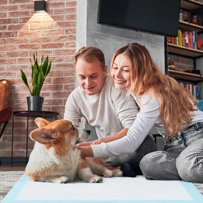 Giantex Alese Jetable Chien Séchage Rapide, Anti-Fuite,Tapis Éducateur