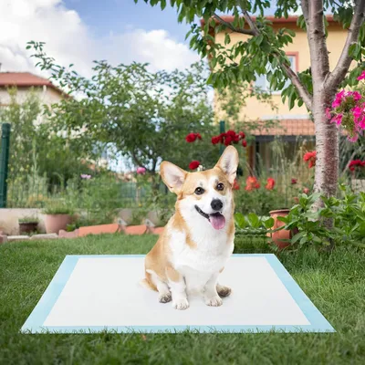 Giantex Alese Jetable Chien Séchage Rapide, Anti-Fuite,Tapis Éducateur