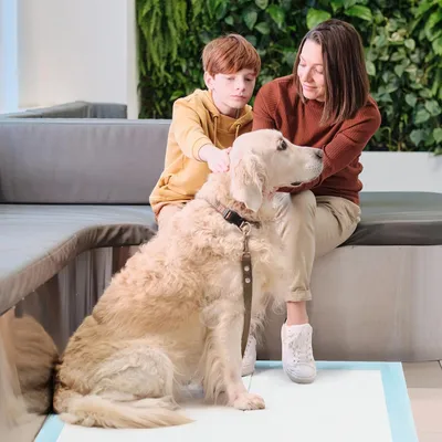 Giantex Alese Jetable Chien Séchage Rapide, Anti-Fuite,Tapis Éducateur