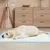 Giantex Alese Jetable Chien Séchage Rapide, Anti-Fuite,Tapis Éducateur