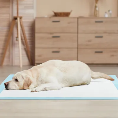 Giantex Alese Jetable Chien Séchage Rapide, Anti-Fuite,Tapis Éducateur