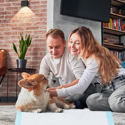 Giantex Alese Jetable Chien Séchage Rapide, Anti-Fuite,Tapis Éducateur